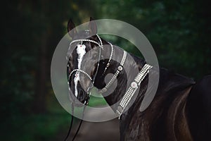 Black akhal-teke horse with white line on forehead with turkmen bridle and collars