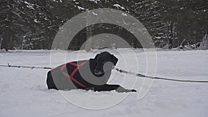 A black Alaskan Husky with eyes of different colors sits in a harness on the snow