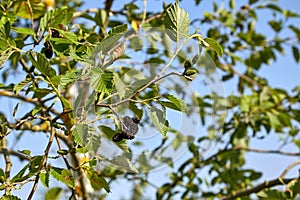 Black alder cones in summer