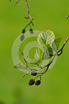 Black Alder twig photo