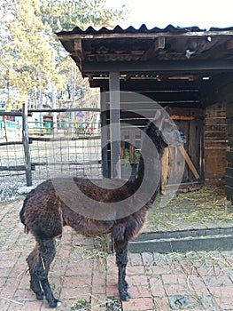 Black alpaca profile.  Gentle, considerate and smart representative of his kind