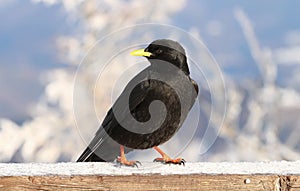Black alpine jackdaw
