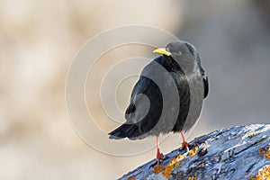 Black alpine jackdaw perched on a rock