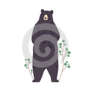 Black American bear standing on two hind legs. Big wild animal full-length portrait. Ursus Americanus, furry carnivore