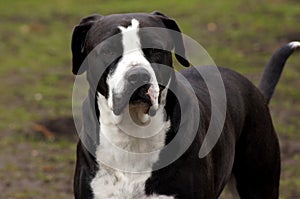 Black American Bulldog gazes into camera photo