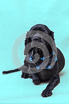 A black American Cocker Spaniel dog is lying, wearing blue beads. Blue background, selective focus