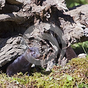 Black American Mink Neovison vison