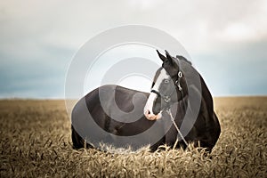 Black American paint horse in the grain field