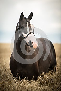 Black American paint horse in the grain field