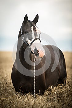 Black American paint horse in the grain field