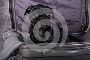 Black American Staffordshire Bull Terrier dog puppy is in a suitcas on gray background