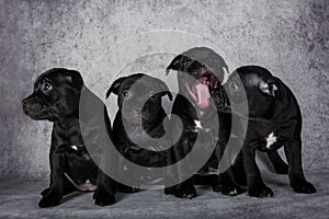Black American Staffordshire Bull Terrier dogs puppies on gray background