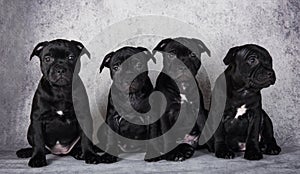 Black American Staffordshire Bull Terrier dogs puppies on gray background