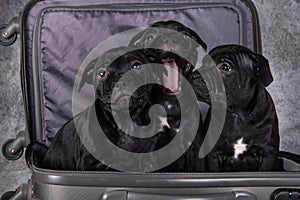 Black American Staffordshire Bull Terrier dogs puppies in a suitcas on gray background