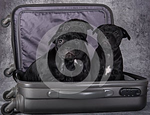 Black American Staffordshire Bull Terrier dogs puppies in a suitcas on gray background