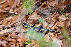 Black Amphibian with yellow spots, the most common species of salamanders, running away in the forest