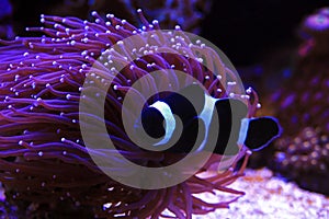 Black Amphiprion Ocellaris clownfish