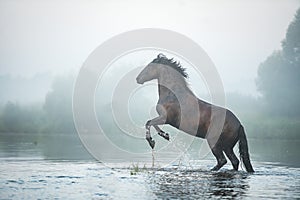 black Andalusian horse in the water in the fog in the early morning