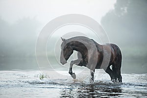 black Andalusian horse in the water in the fog in the early morning