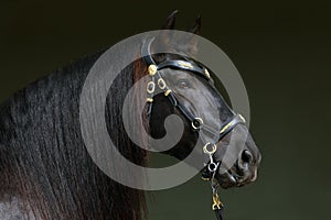 Black andalusian saddle horse portrait