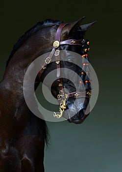 Black andalusian saddle horse portrait against dark stable barn