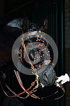 Black andalusian saddle horse portrait against dark stable barn