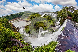 The black Andean condors are circling in the sky