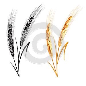 Black ang gold wheat isolated on white background