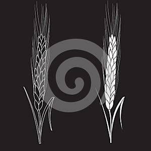 Black ang white wheat isolated on black background