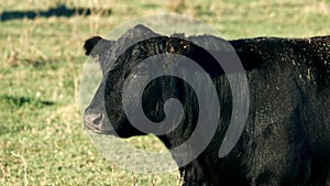 Black Angus Beef Cow in closeup clip - one animal grazing in pasture