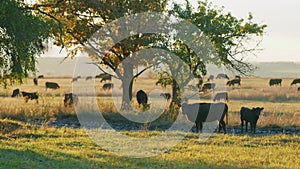 Black angus beef cow. Cows in field at sunset. Small tiny calf grazing on pasture grass field. Static view.