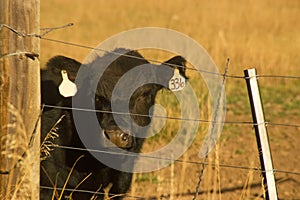 Black Angus Beef Cow in Field