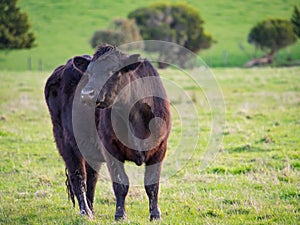 A Black Angus Beef Cow in a Paddock Standing