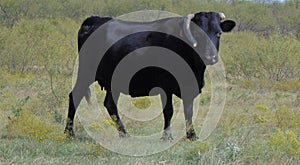 Black Angus with Broken Horn