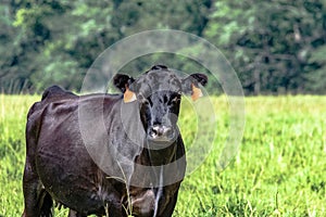 Black Angus brood cow to the left