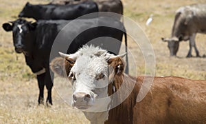 Black Angus and brown steers in paddock. photo
