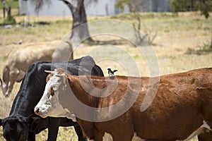 Black Angus and brown steers in paddock.