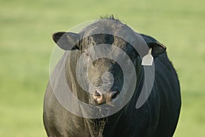 Black Angus bull photo