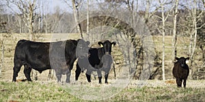 Black Angus bull, cow and calf