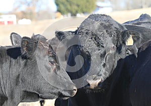 Black Angus Bull and cow faces closeup