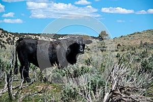 Black angus bull cow in green sagebrush rolling hills