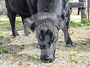 Black angus bull eating grass