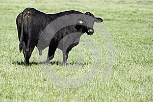 Black Angus bull in empty green field