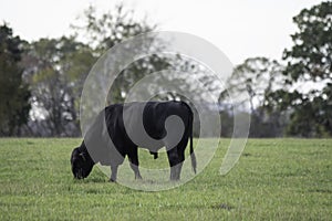 Black Angus bull grazing in ryegrass photo