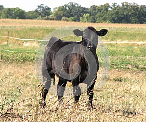 Black Angus calf photo