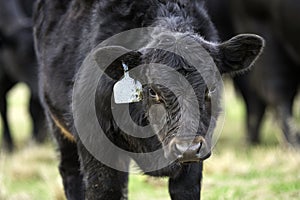 Black Angus calf with head down