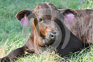 Black Angus calf lying in green spring grass