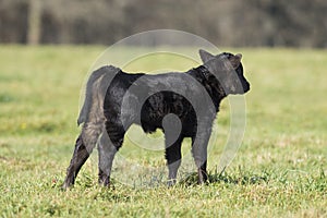 Black Angus Calf