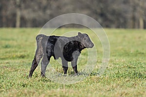 Black Angus Calf