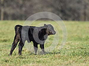 Black Angus Calf